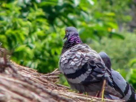 The pigeon Stock Photos