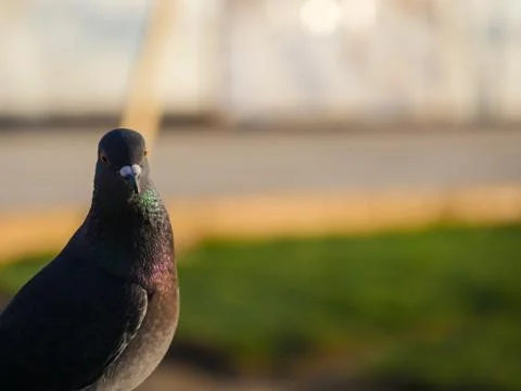 Pigeon Stock Photos