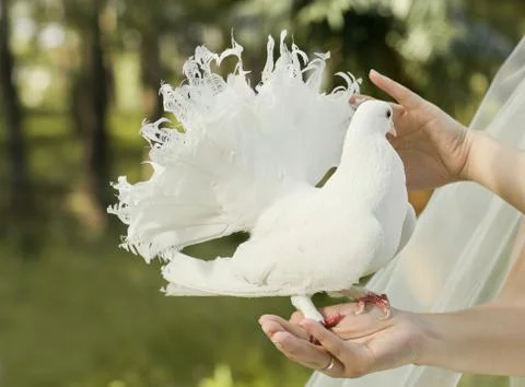 Pigeon Stock Photos