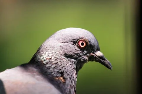 Pigeon Stock Photos