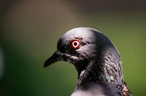 Pigeon Stock Photos
