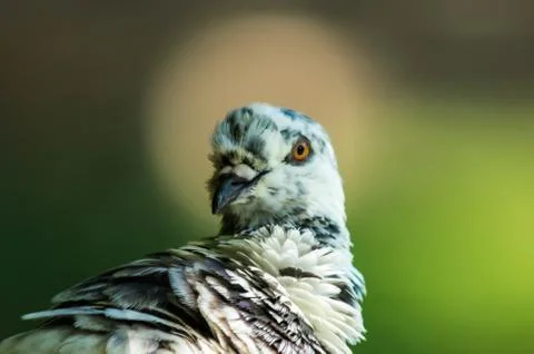 Pigeon Stock Photos