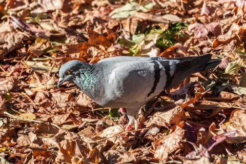 Pigeon Stock Photos