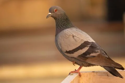 Pigeon Stock Photos