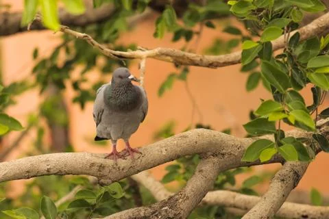 Pigeon Stock Photos