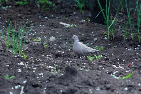 Pigeon Stock Photos