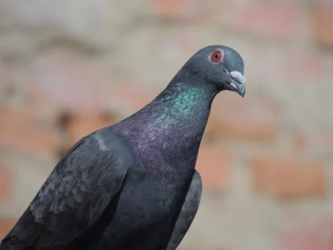 Pigeon Stock-Fotos