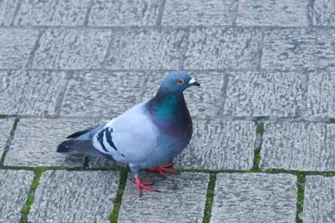 Pigeon Stock Photos