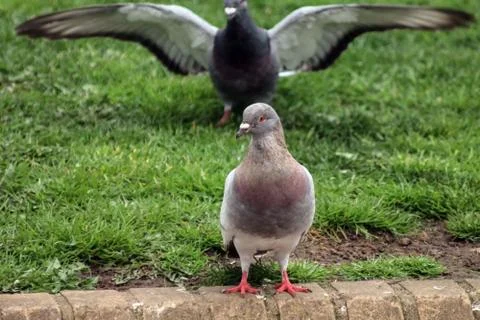 Pigeon Stock Photos