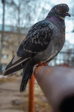 Pigeon Foto stock