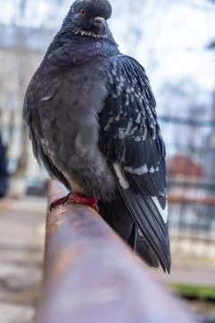 Pigeon Stock Photos