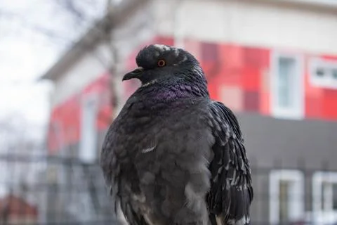 Pigeon Foto stock