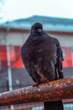 Pigeon Stock Photos