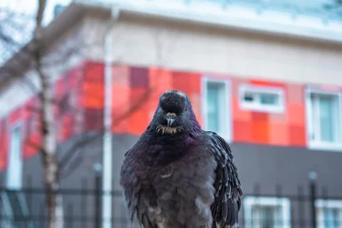 Pigeon Foto stock