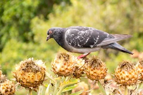 Pigeon Stock Photos