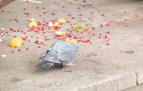 Pigeon Stock Photos