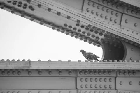 Pigeon Stock Photos