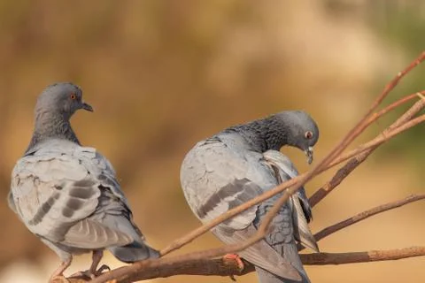 Pigeon Stock Photos