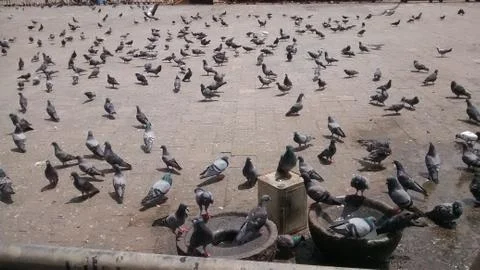 Pigeon Foto stock