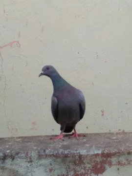 Pigeon Stock Photos