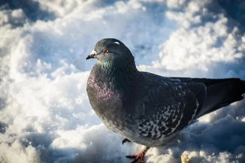 PIgeon Stock Photos