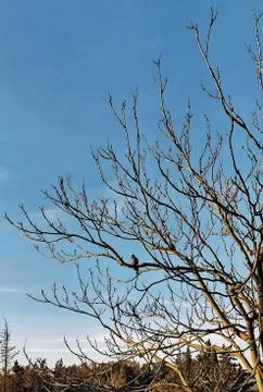 The Pigeon 写真素材