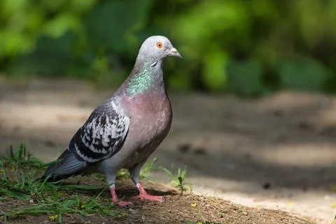 Pigeon Stock Photos