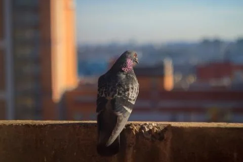 Pigeon Stock Photos