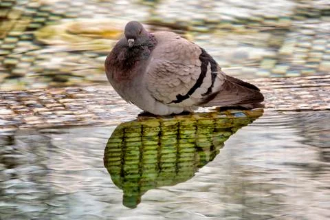 Pigeon Stock Photos