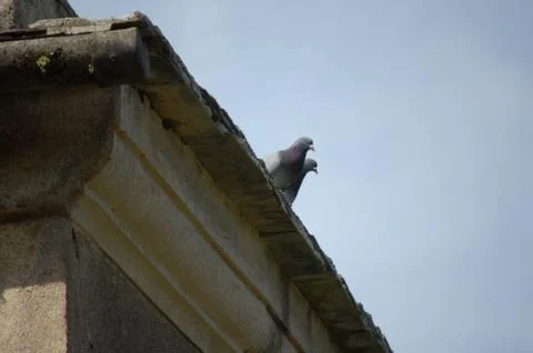 Pigeon Stock Photos