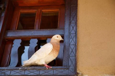 Pigeon Stock Photos