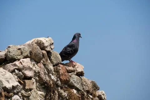 Pigeon Stock Photos