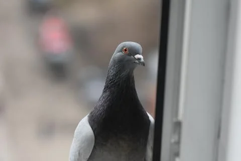 Pigeon Stock Photos