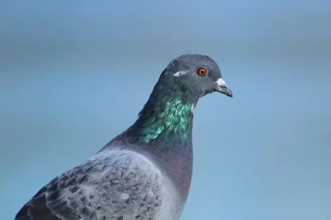 Pigeon Stock Photos