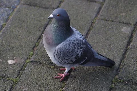 Pigeon Foto stock