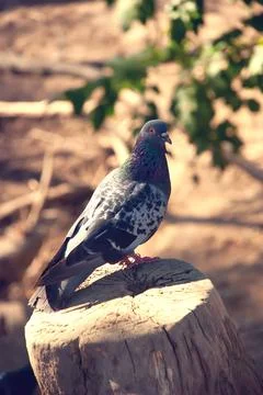 Pigeon Stock Photos