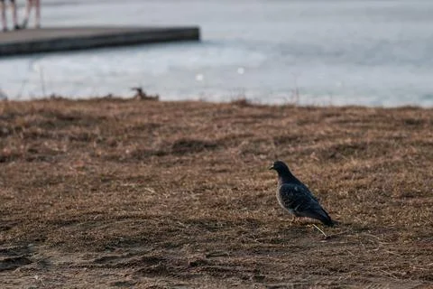 Pigeon Foto stock