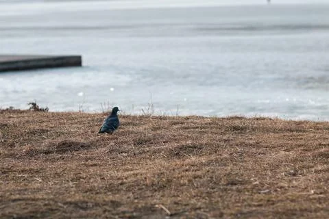 Pigeon Foto stock