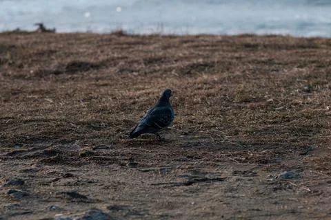 Pigeon Foto stock