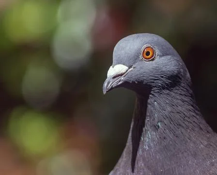 Pigeon Stock Photos