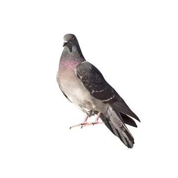 Pigeon Foto stock
