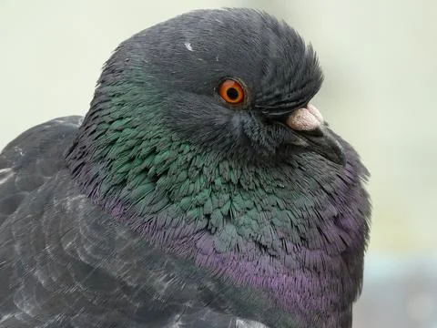 Pigeon Stock-Fotos