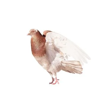 Pigeon 스톡 사진