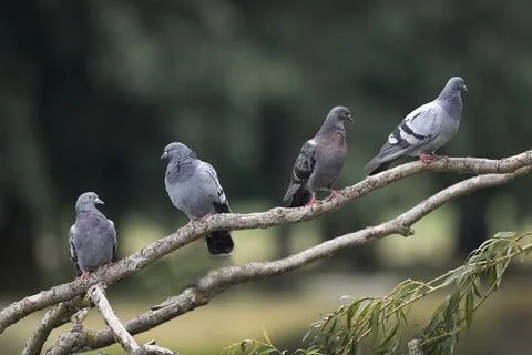Pigeon Foto stock