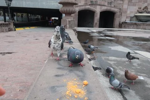 Pigeon Stock Photos