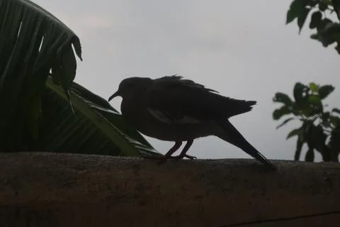 Pigeon Stock Photos