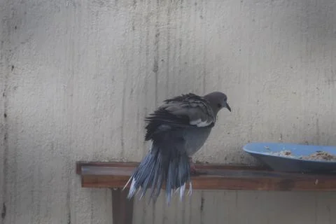 Pigeon Stock Photos