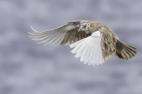 Pigeon Stock Photos