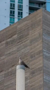 A pigeon 스톡 사진