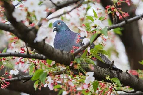 Pigeon Stock Photos
